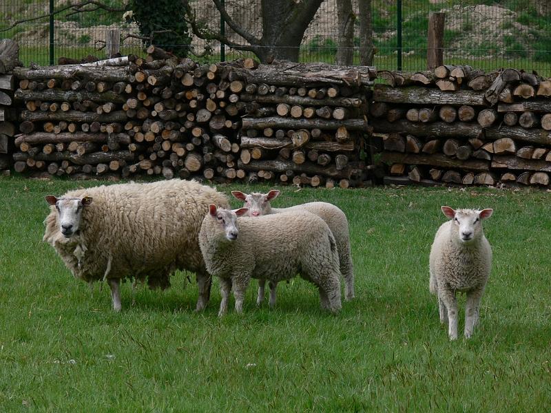 Mont Saint Michel 2010 - 353.jpg